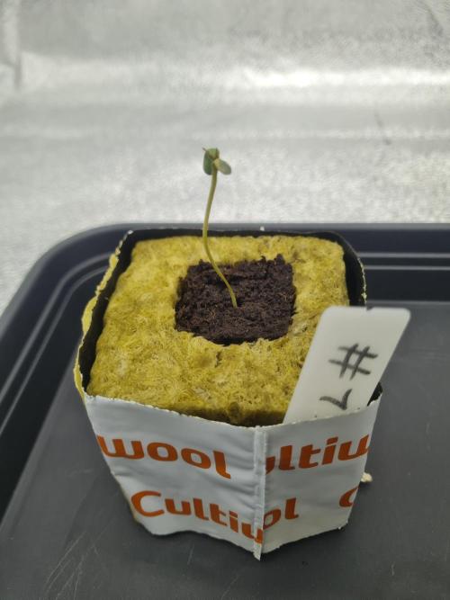 Dognabis#006P. Week 2