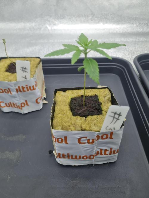 Dognabis#006P. Week 2