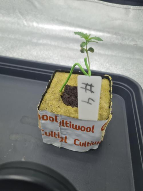 Dognabis#006P. Week 2