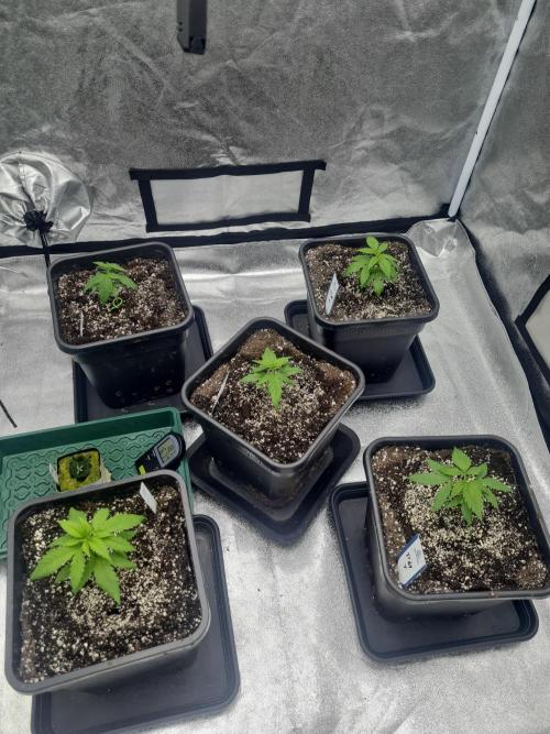 Dognabis#006P. Week 6