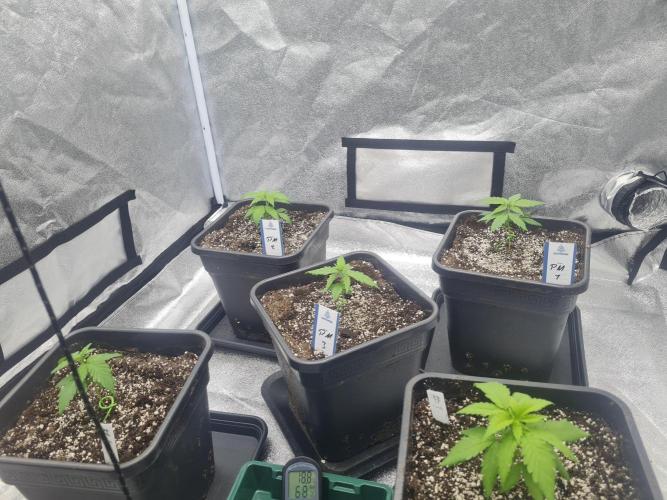 Dognabis#006P. Week 6