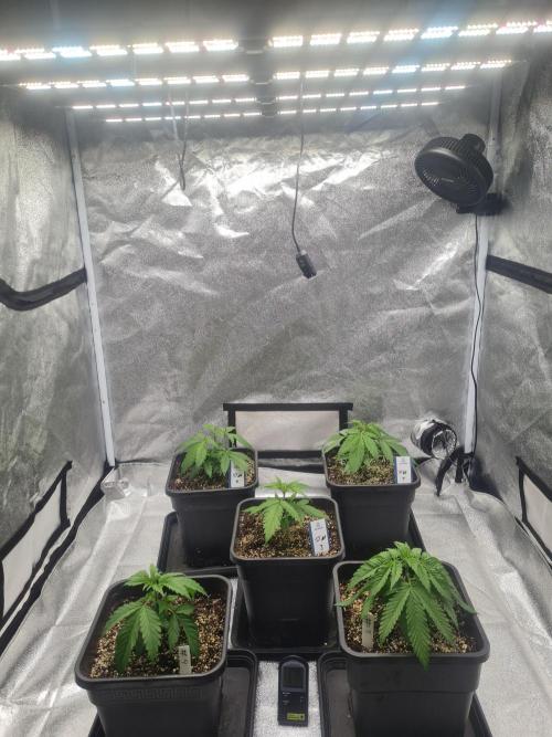 Dognabis#006P. Week 7