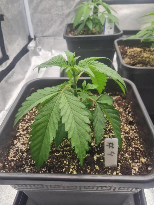 Dognabis#006P. Week 7