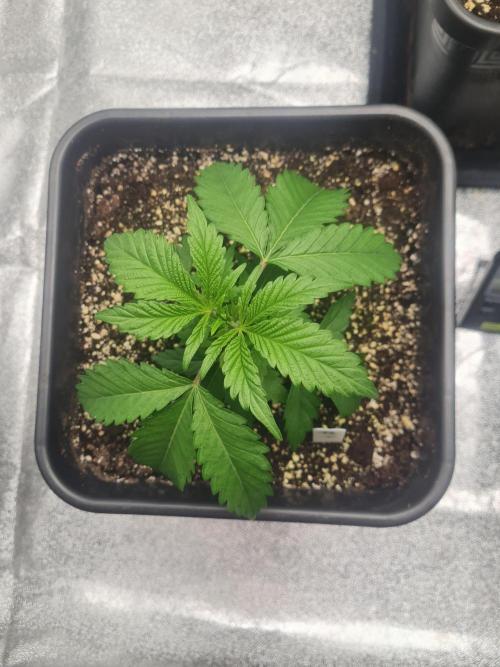 Dognabis#006P. Week 7