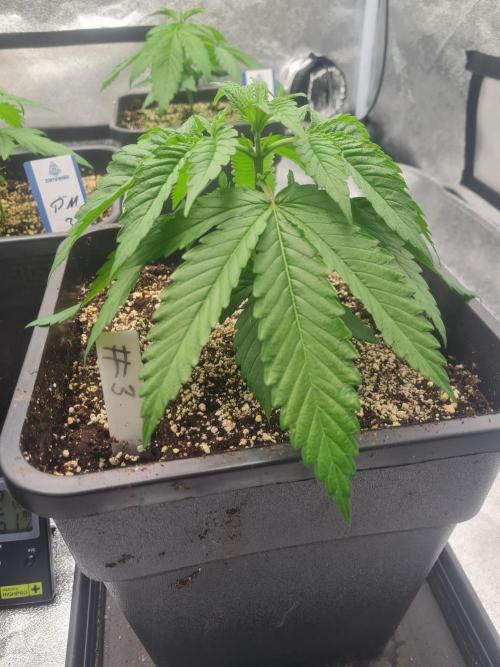 Dognabis#006P. Week 7