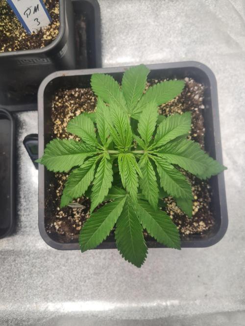 Dognabis#006P. Week 7