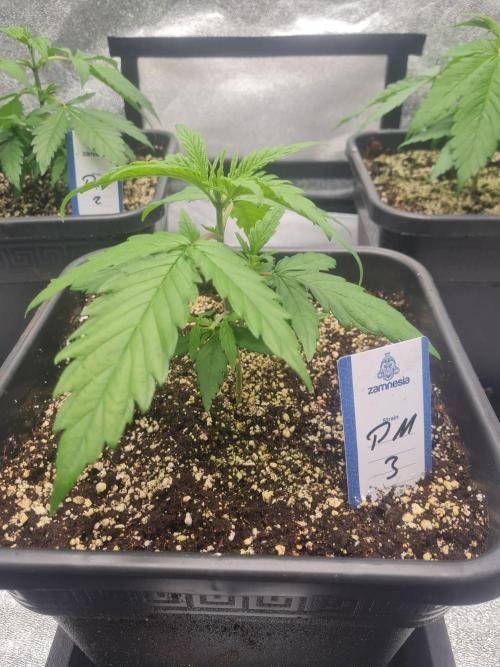 Dognabis#006P. Week 7