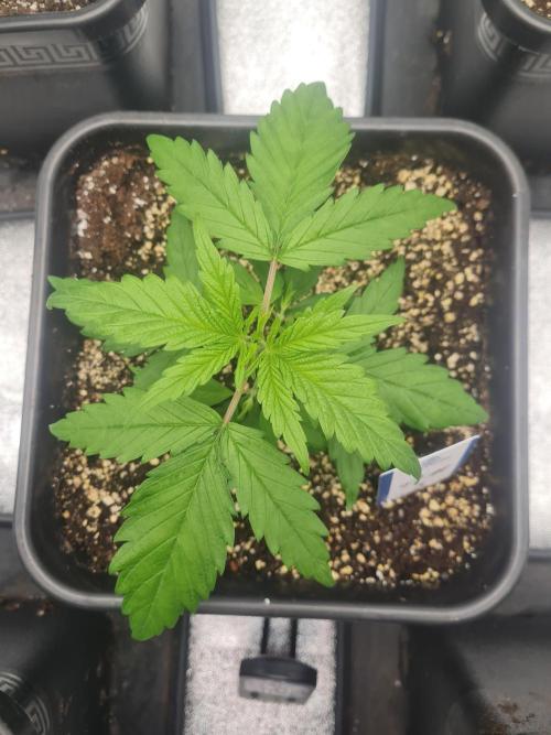 Dognabis#006P. Week 7