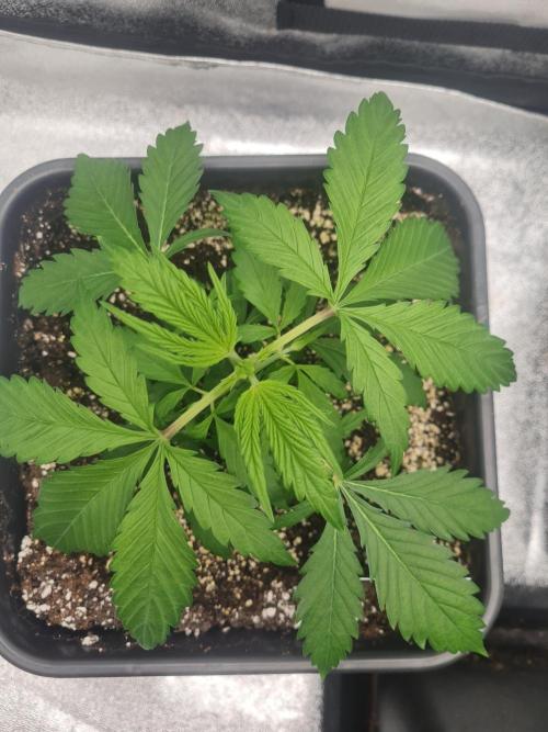 Dognabis#006P. Week 7