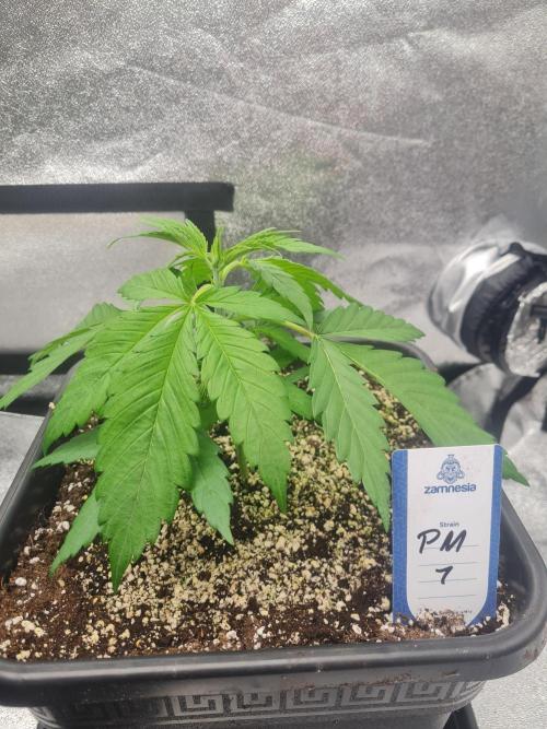 Dognabis#006P. Week 7