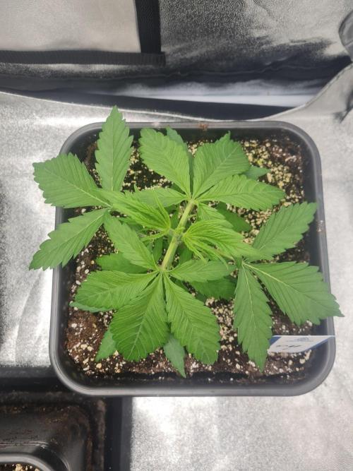 Dognabis#006P. Week 7