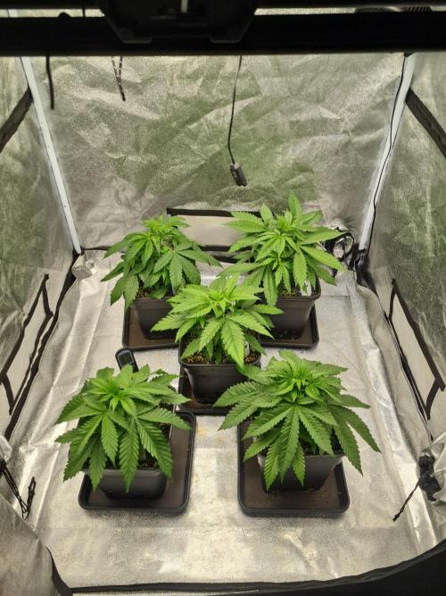 Dognabis#006P. Week 7