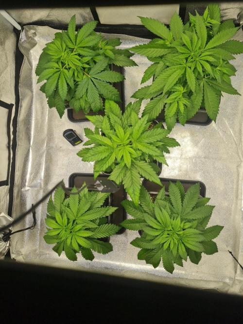 Dognabis#006P. Week 7