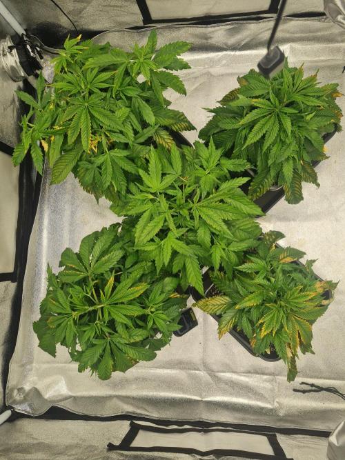 Dognabis#006P. Week 8