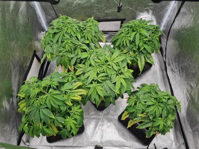 Dognabis#006P. Week 8