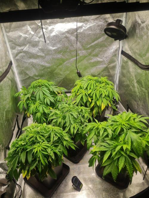 Dognabis#006P. Week 9