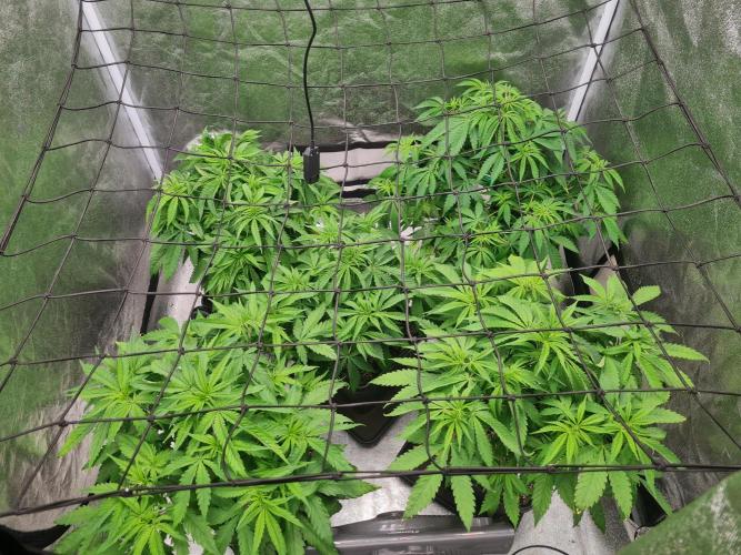 Dognabis#006P. Week 9