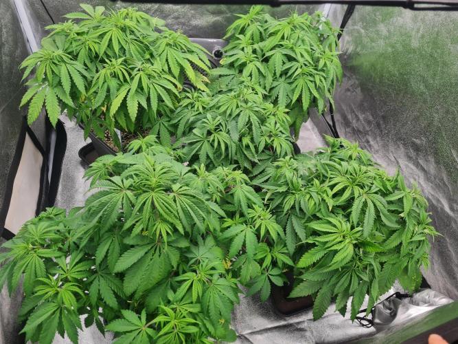 Dognabis#006P. Week 9