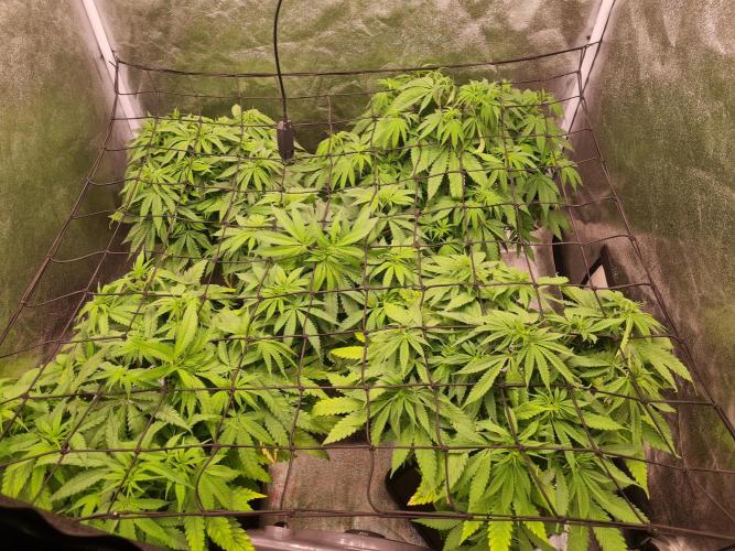 Dognabis#006P. Week 10