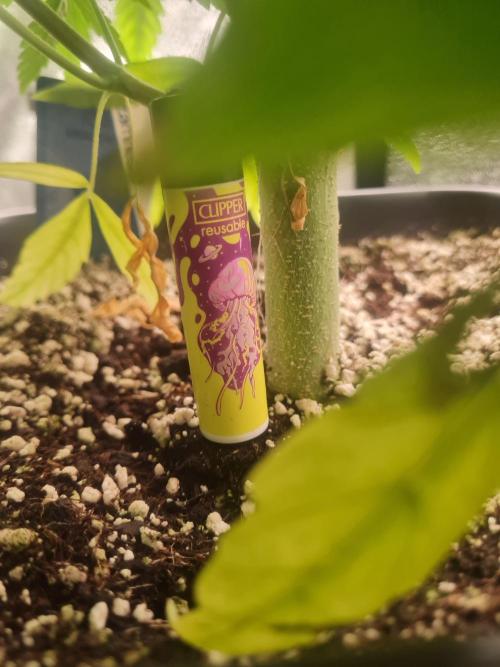 Dognabis#006P. Week 11