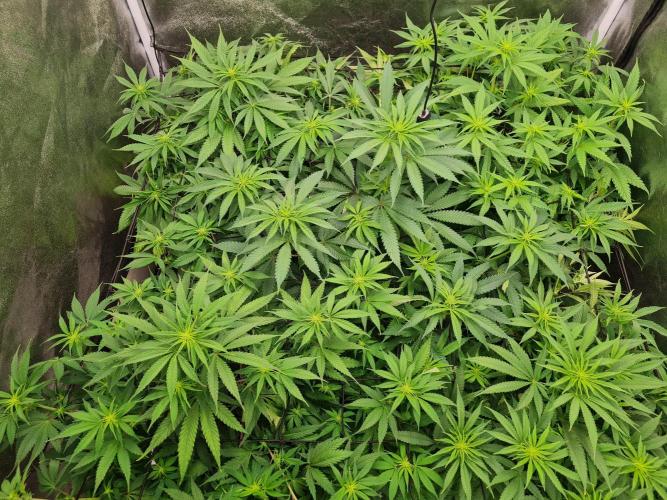 Dognabis#006P. Week 12