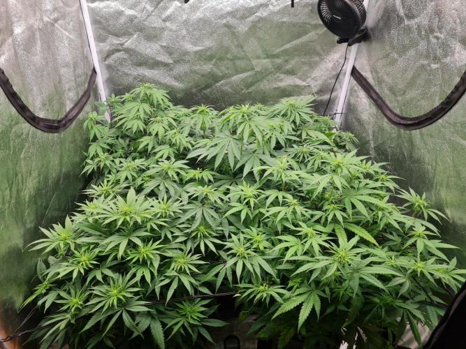 Dognabis#006P. Week 12