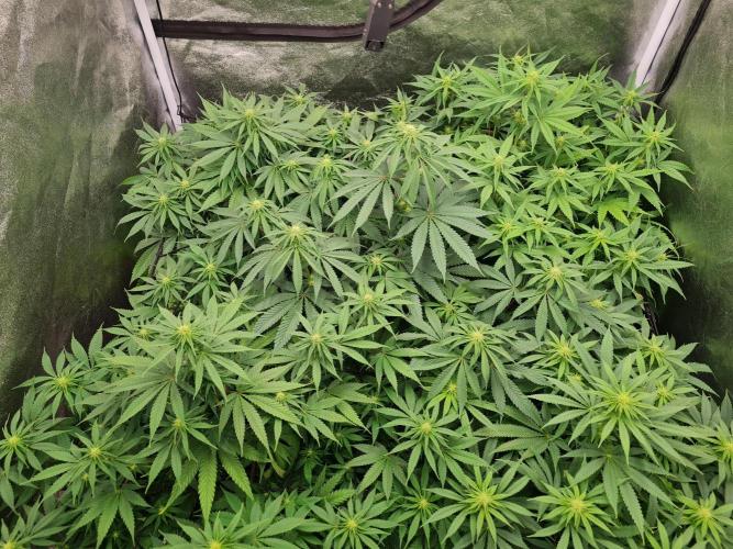 Dognabis#006P. Week 12