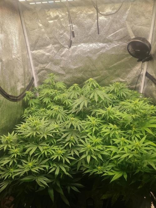 Dognabis#006P. Week 12