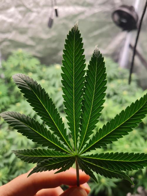 Dognabis#006P. Week 13