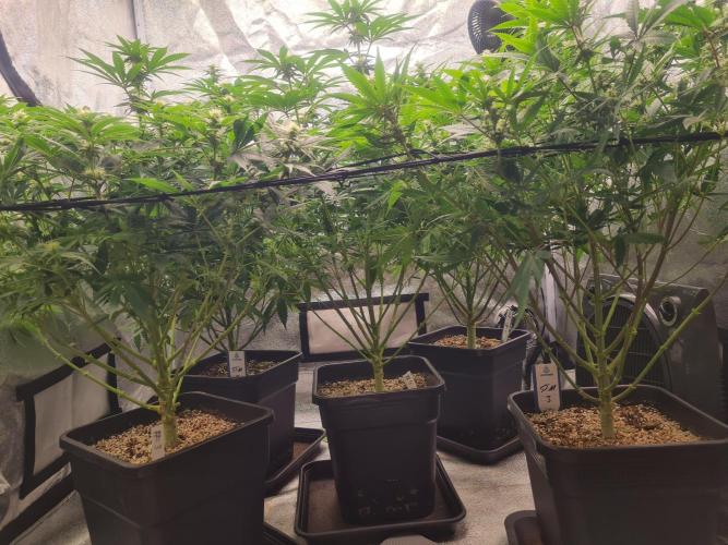 Dognabis#006P. Week 13