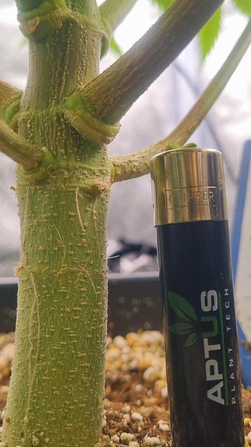 Dognabis#006P. Week 13