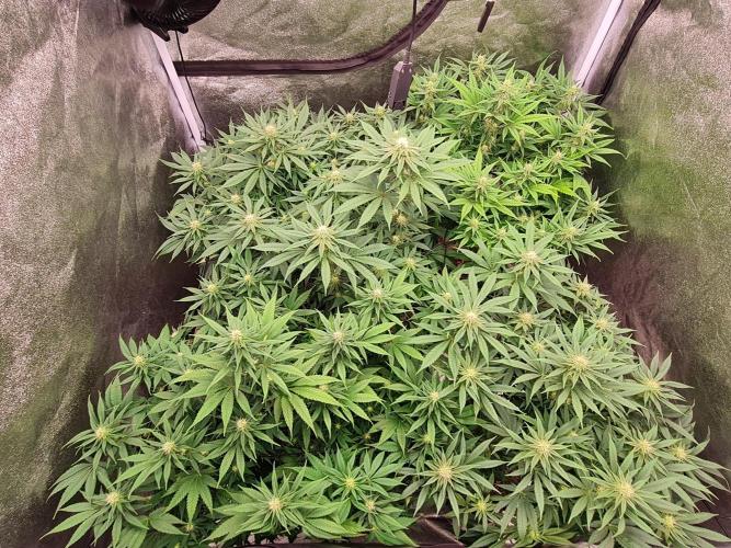 Dognabis#006P. Week 13