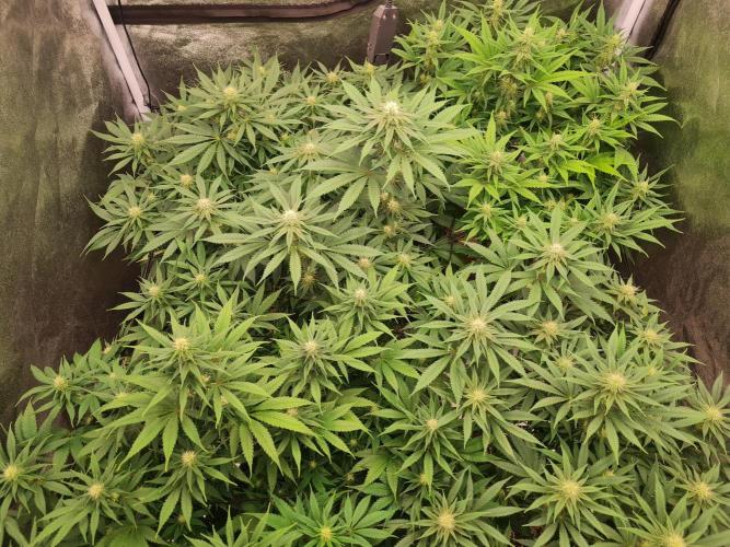 Dognabis#006P. Week 13