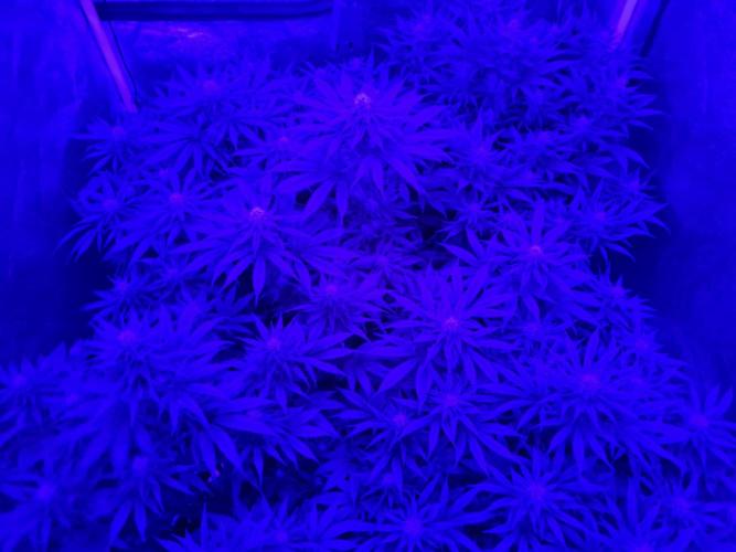 Dognabis#006P. Week 14