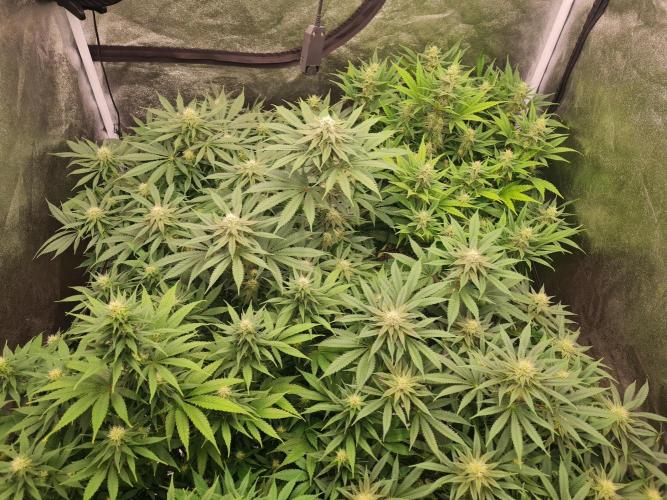 Dognabis#006P. Week 14