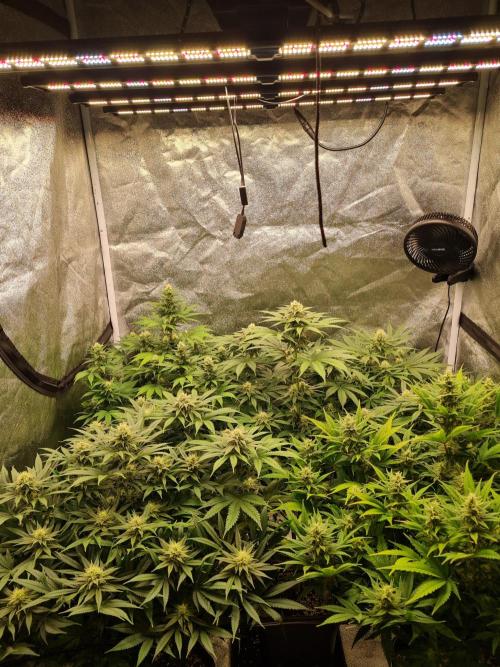 Dognabis#006P. Week 14