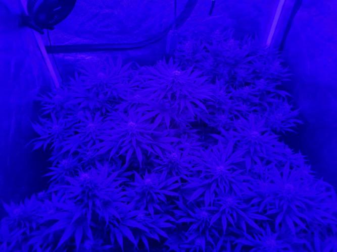 Dognabis#006P. Week 15