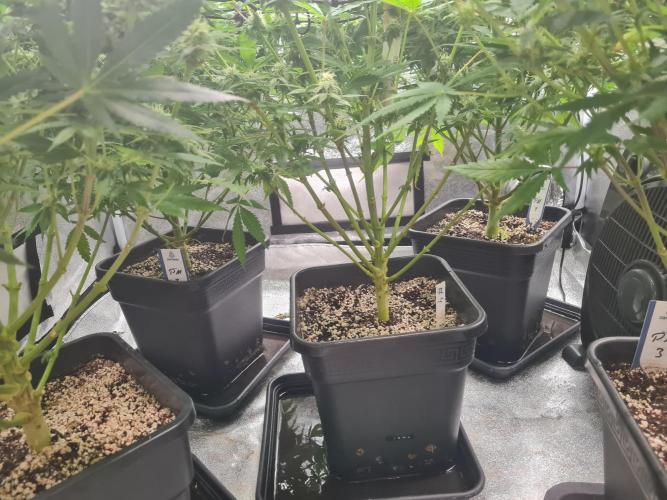 Dognabis#006P. Week 15