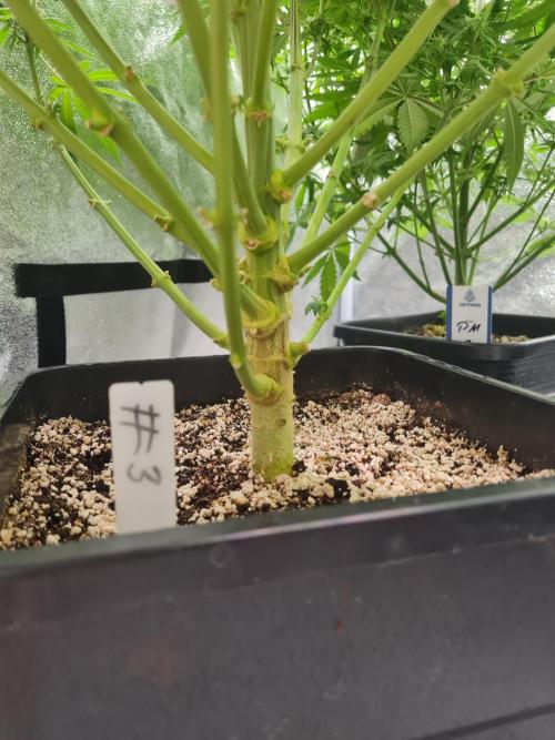 Dognabis#006P. Week 15