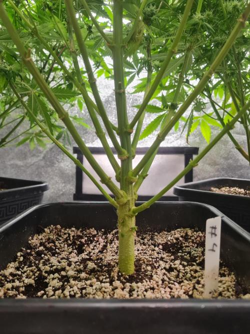 Dognabis#006P. Week 15