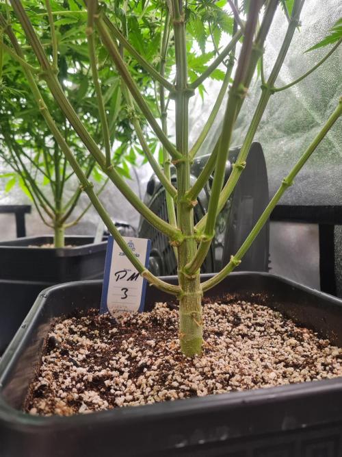 Dognabis#006P. Week 15