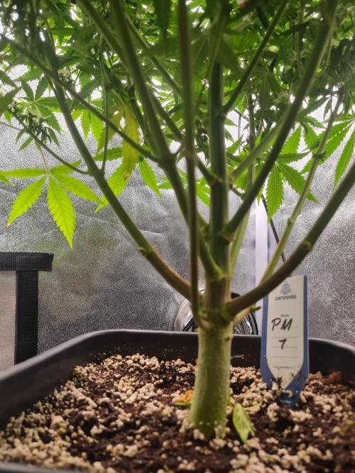 Dognabis#006P. Week 15