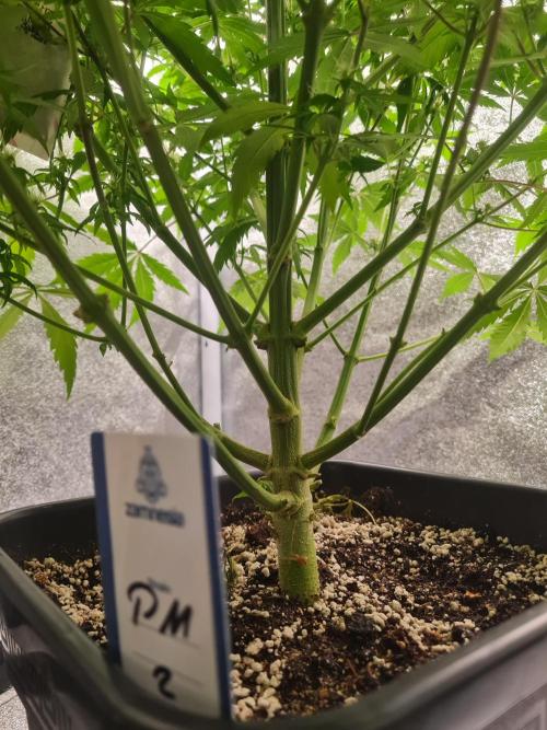 Dognabis#006P. Week 15