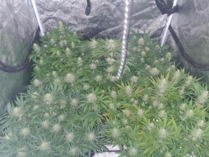 Dognabis#006P. Week 15