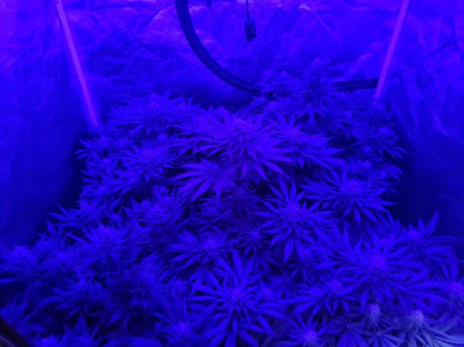 Dognabis#006P. Week 15