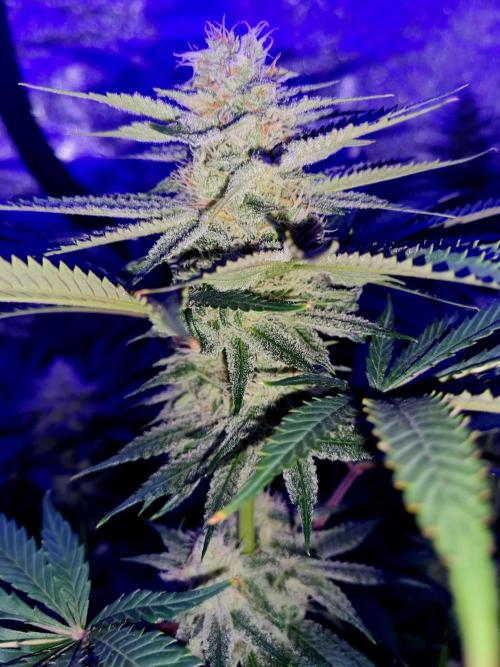 Dognabis#006P. Week 15