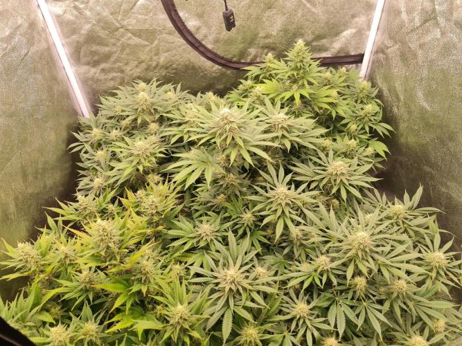 Dognabis#006P. Week 15