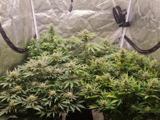 Dognabis#006P. Week 15