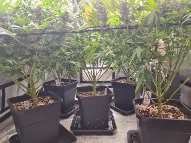 Dognabis#006P. Week 16