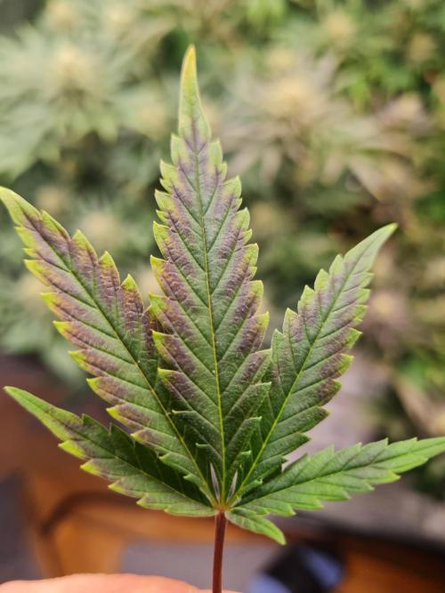 Dognabis#006P. Week 16